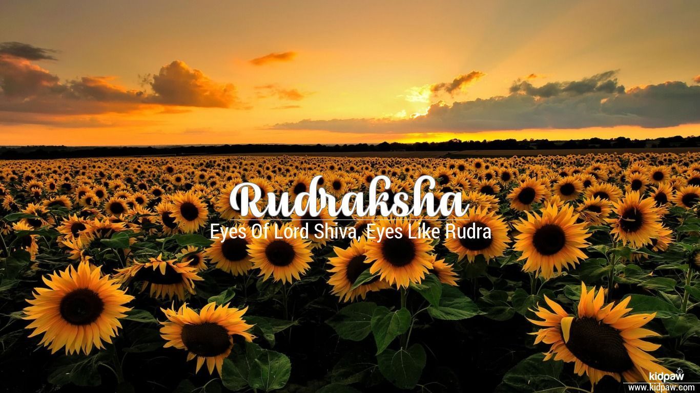 1366x768 Rudraksha Wallpaper