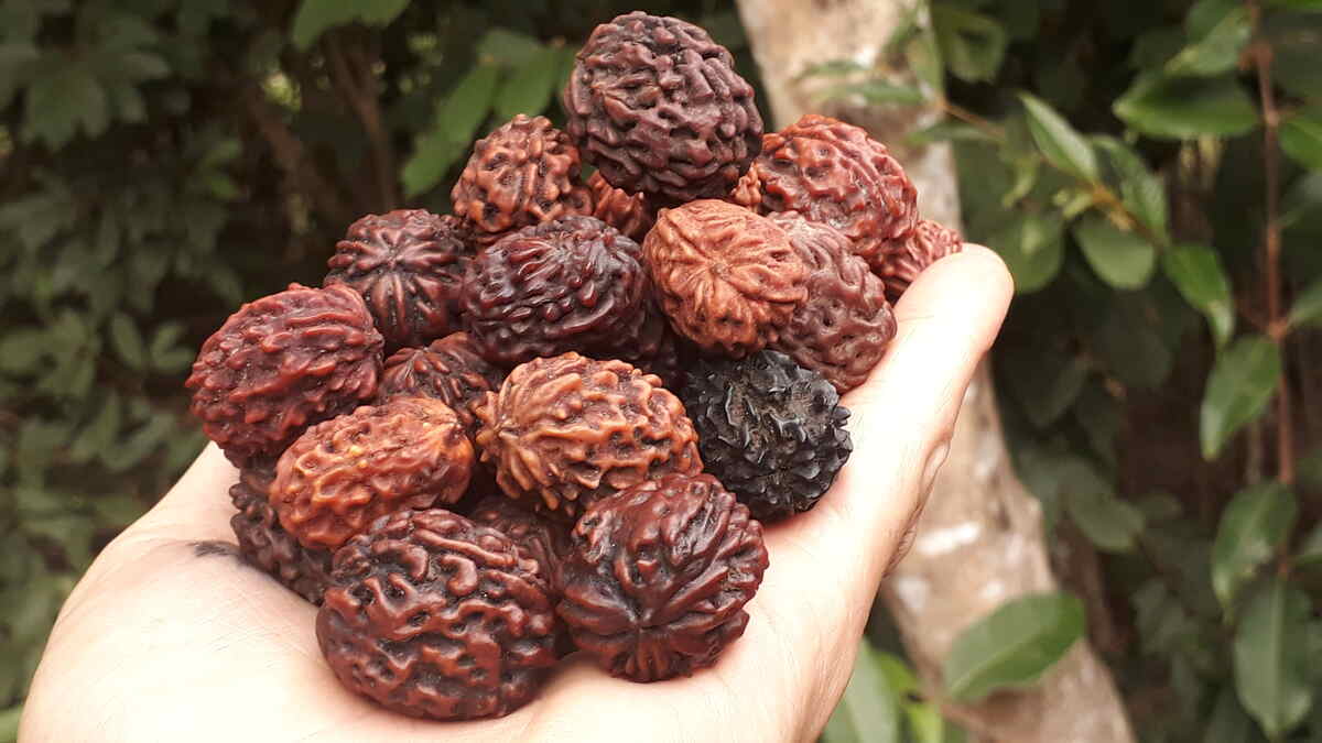1200x675 Eleven Faced ( Ekadash Mukhi ) Rudraksha: Benefits, Legend, How To Wear, And Dos And Don'ts