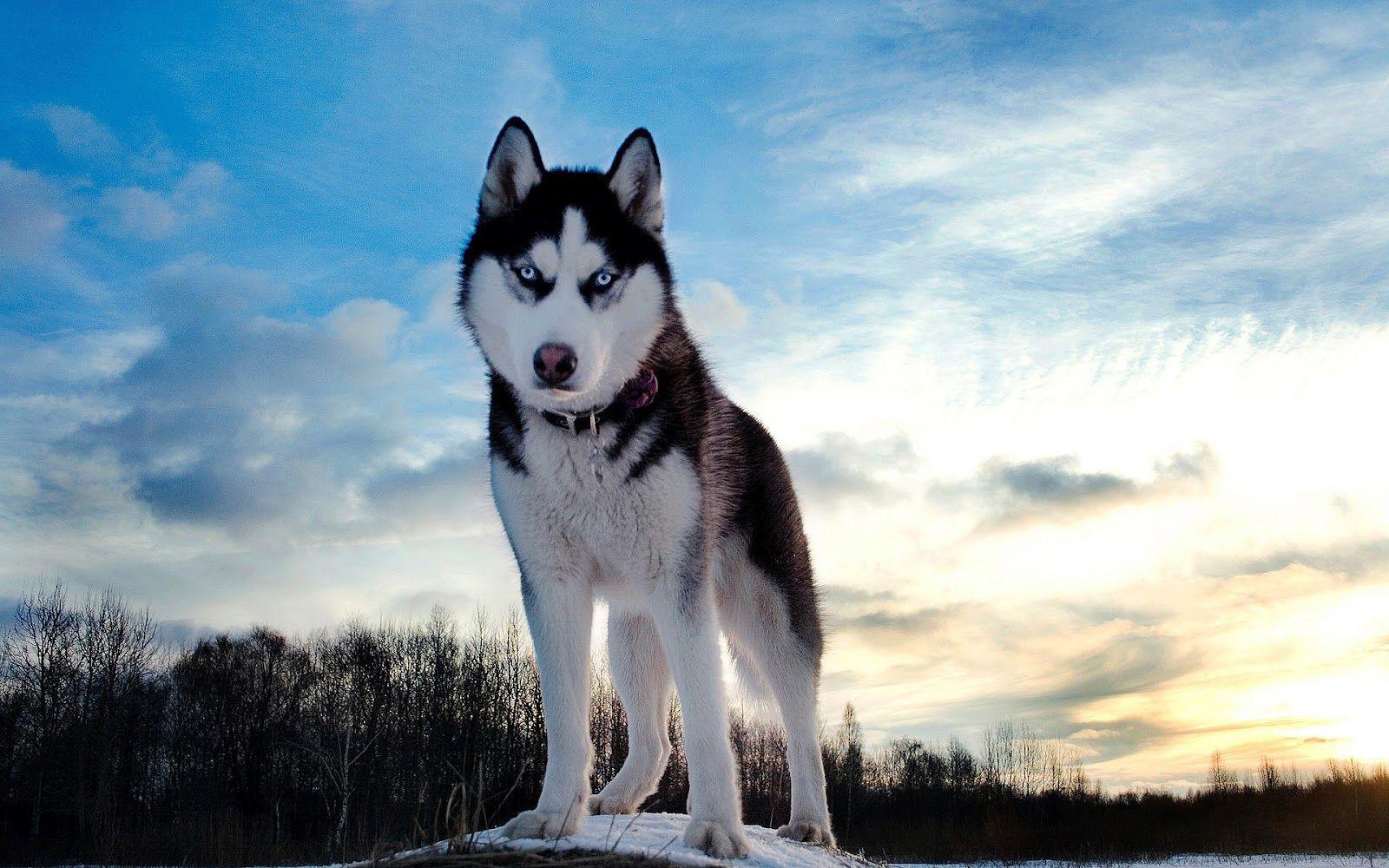 1600x1000 Beautiful wolf in the winter wallpaper. HD Animals Wallpaper