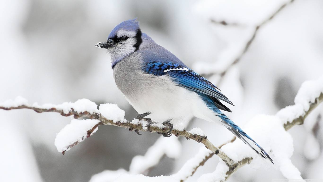 1366x768 Birds In Winter Wallpaper High Quality