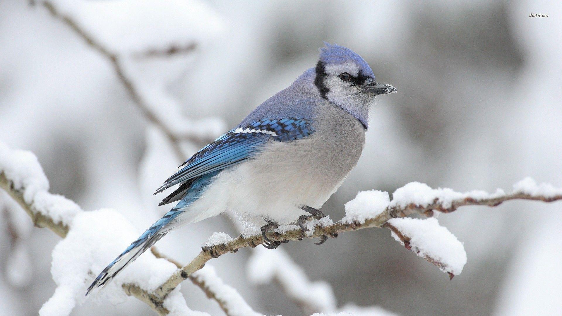 1920x1080 Winter Animal Wallpaper For Android. Animals Wallpaper