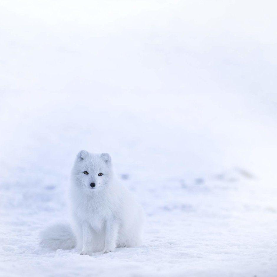 940x940 Winter smartphone wallpaper for the iPhone X, Pixel 2 XL, Galaxy