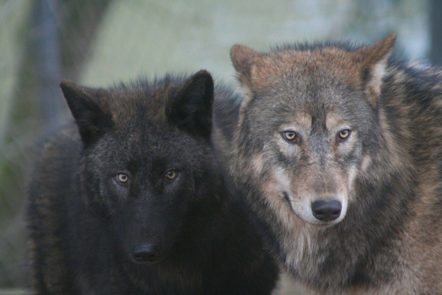 1688x1125 Two Howling Howl Wolf Mythical Grey Dog Arctic Wisdom Pack Beautiful