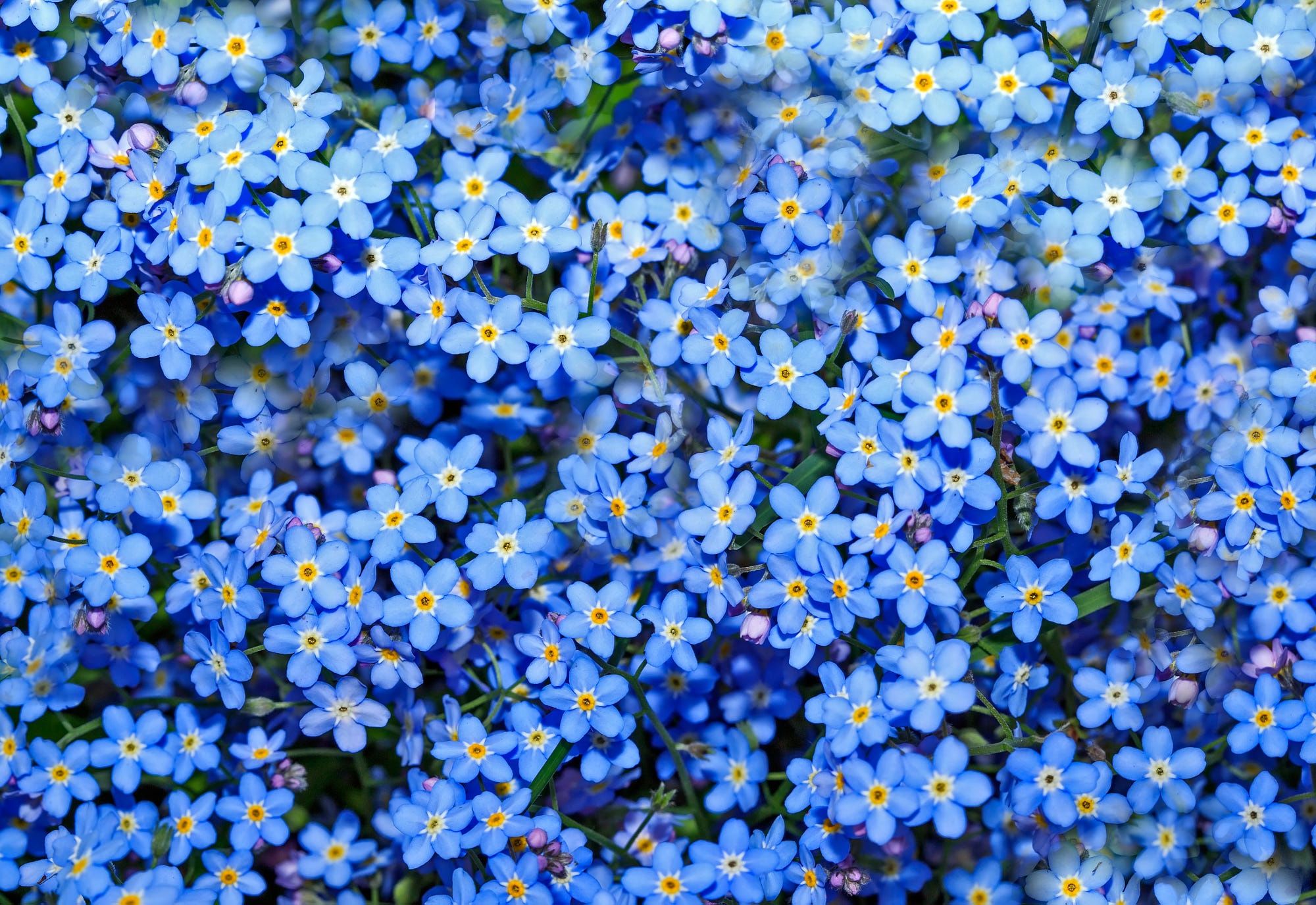 Фон незабудки. Незабудки. Весенние синие цветочки мелкие. Незабудки фон.