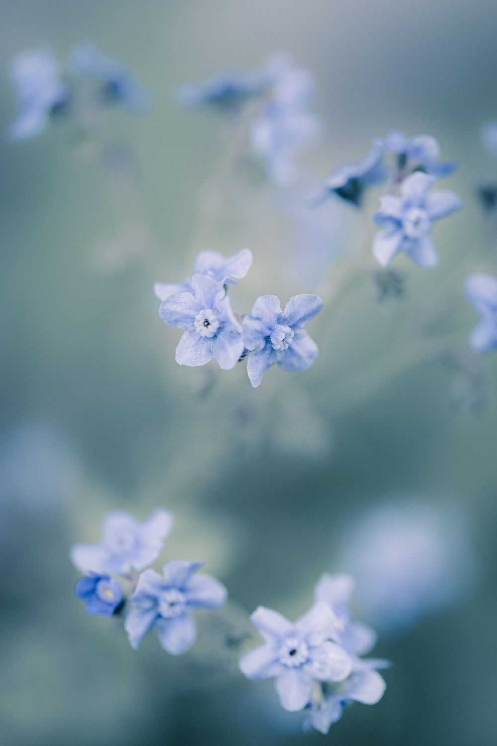 Forget Me Not Wallpapers - Top Free Forget Me Not Backgrounds ...