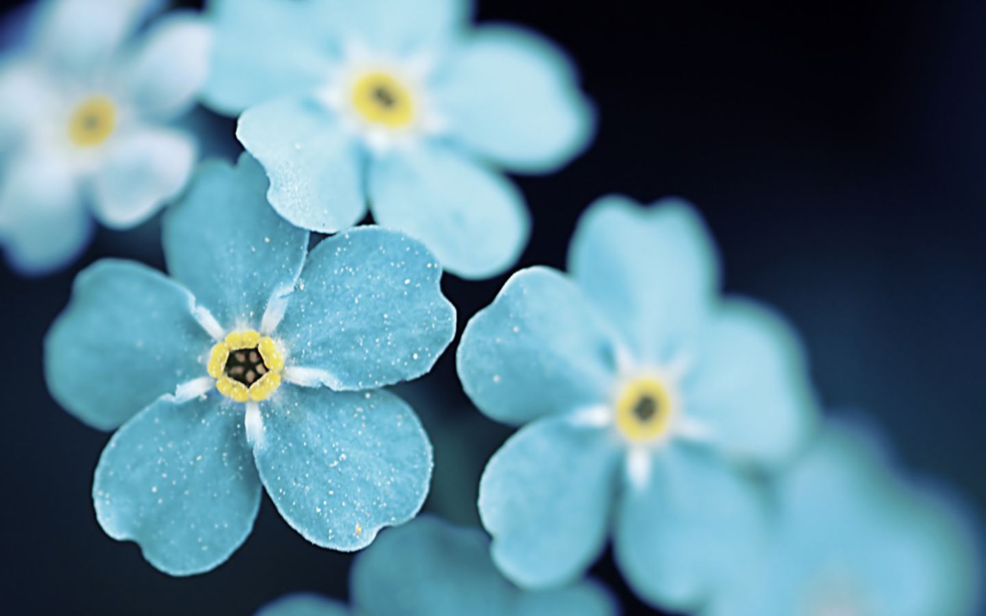 1440x900 HD desktop wallpaper: Flower, Earth, Forget Me Not download free picture