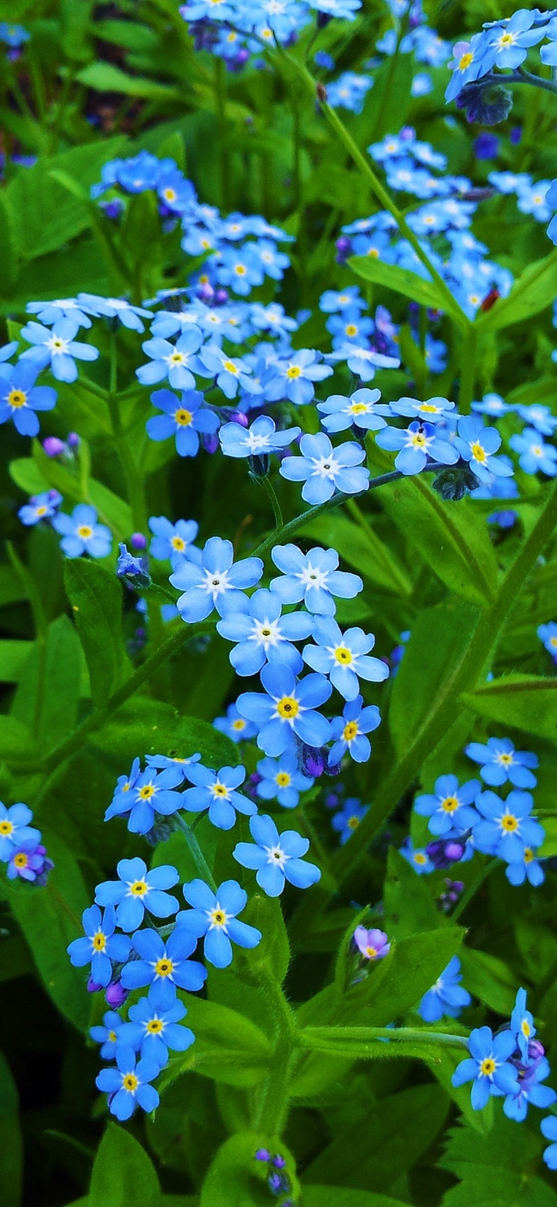 Forget Me Not Wallpapers - Top Free Forget Me Not Backgrounds ...