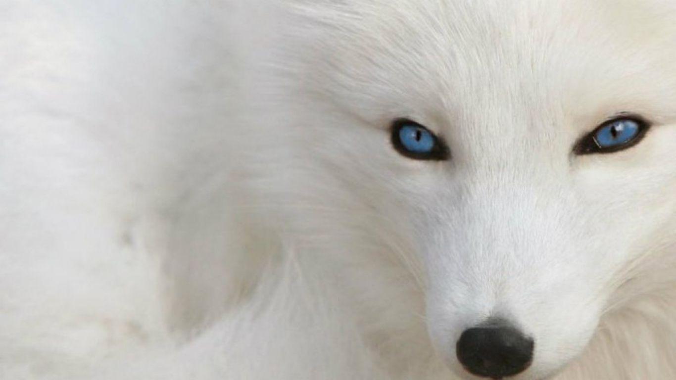 1366x768 HD Wolf Wallpaper