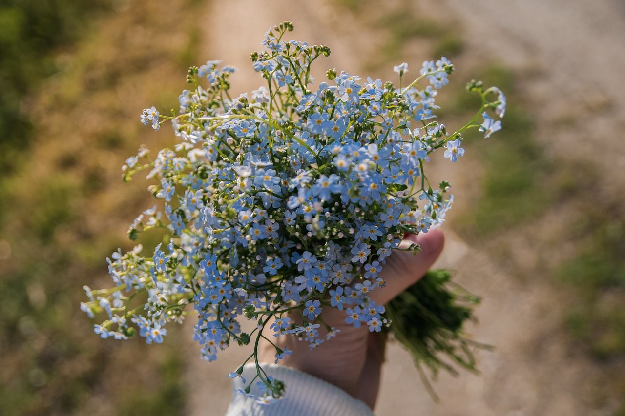 1280x853 Forget Me Nots Scorpion Grasses