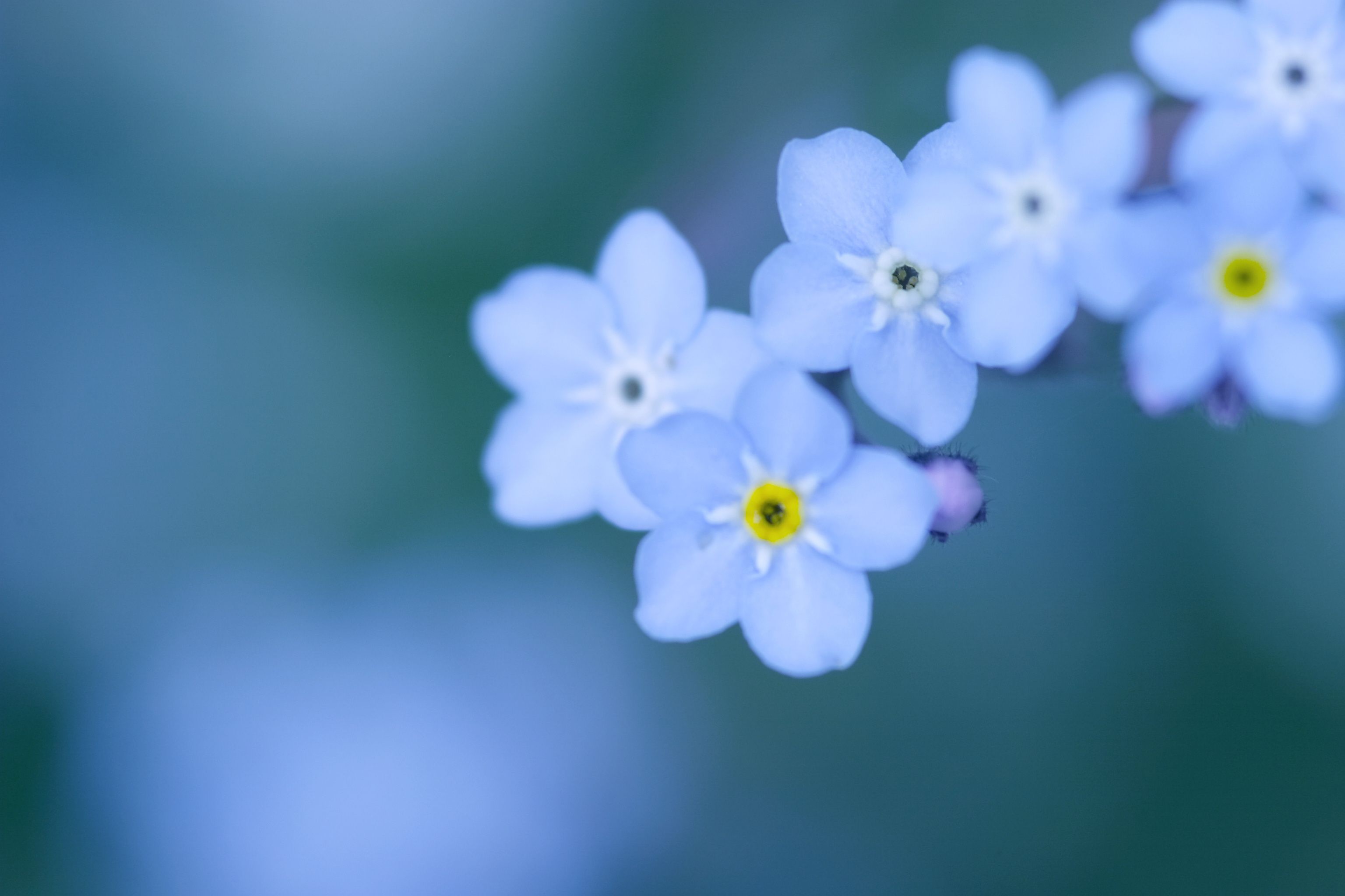 3072x2048 Wallpaper. Flowers. Photo. Picture. Forget Me Nots, Petals, Small, Blue, Blue