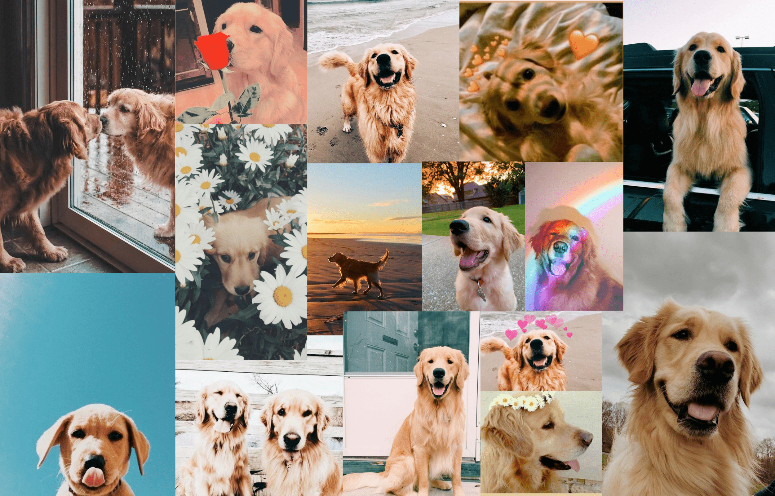 Dog Collage Wallpapers - Top Free Dog Collage Backgrounds - WallpaperAccess