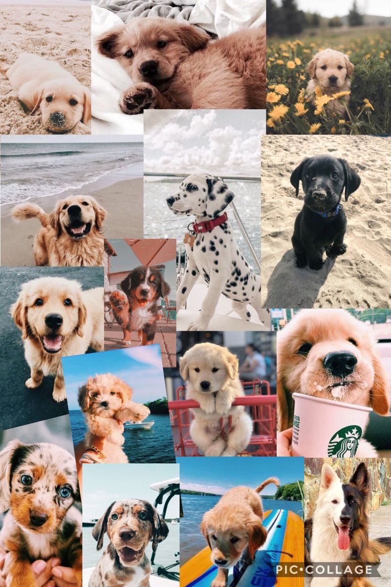 Dog Collage Wallpapers - Top Free Dog Collage Backgrounds - WallpaperAccess