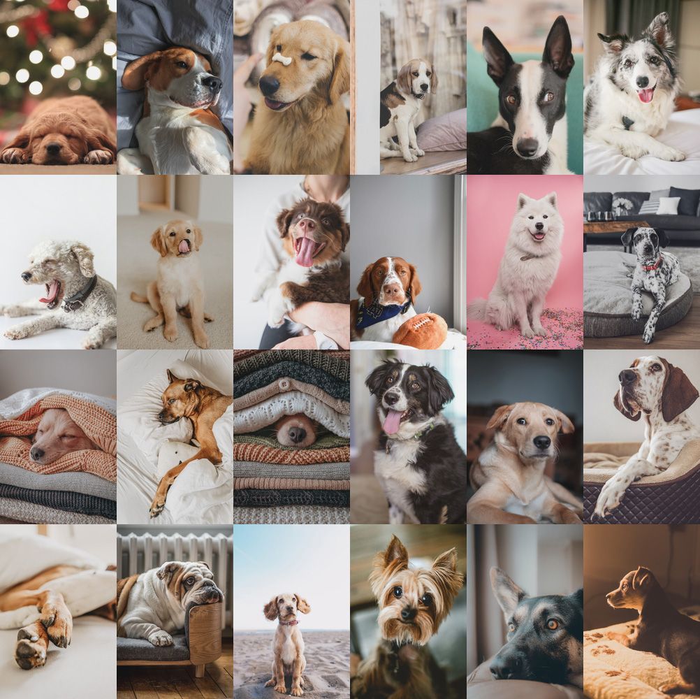 Dog Collage Wallpapers Top Free Dog Collage Backgrounds WallpaperAccess
