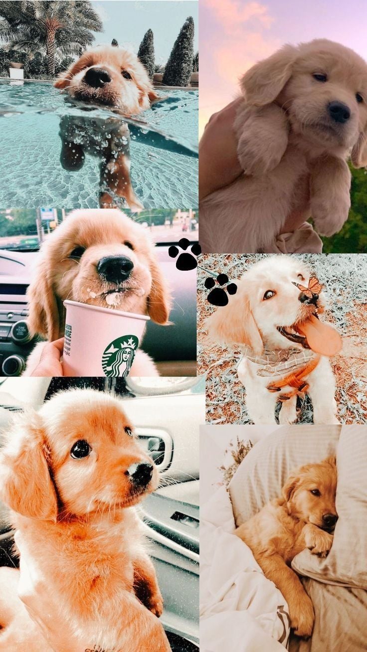 Dog Collage Wallpapers - Top Free Dog Collage Backgrounds - WallpaperAccess