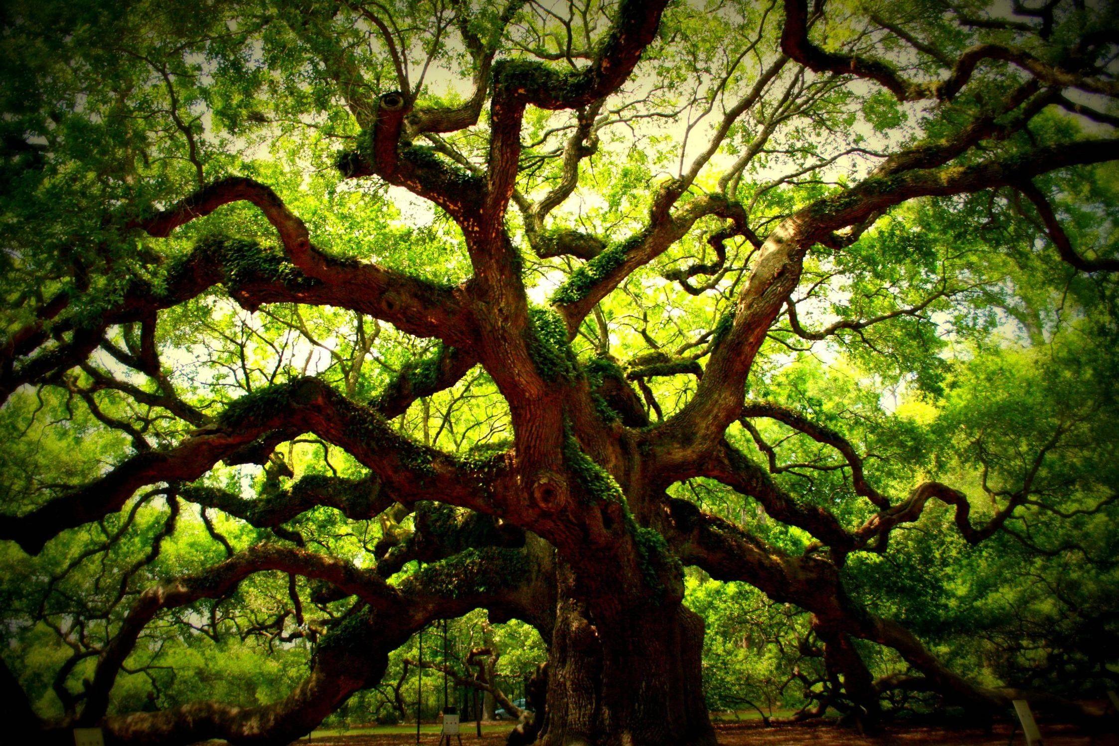 Oak iPhone Wallpapers - Top Free Oak iPhone Backgrounds - WallpaperAccess