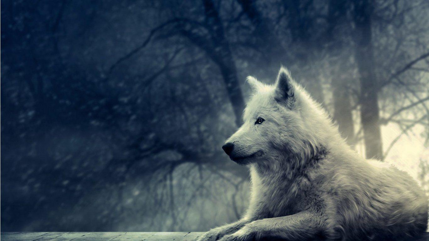 1366x768 Animated wolf wallpaper