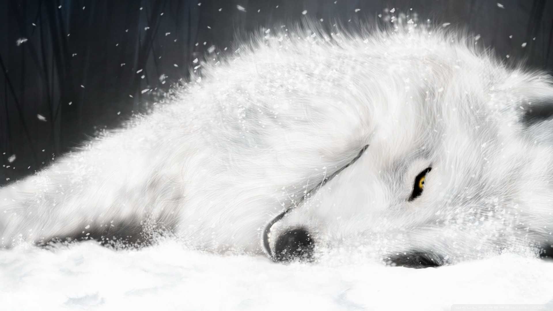 1920x1080 Lone Wolf Wallpaper On HDWallpaperPage