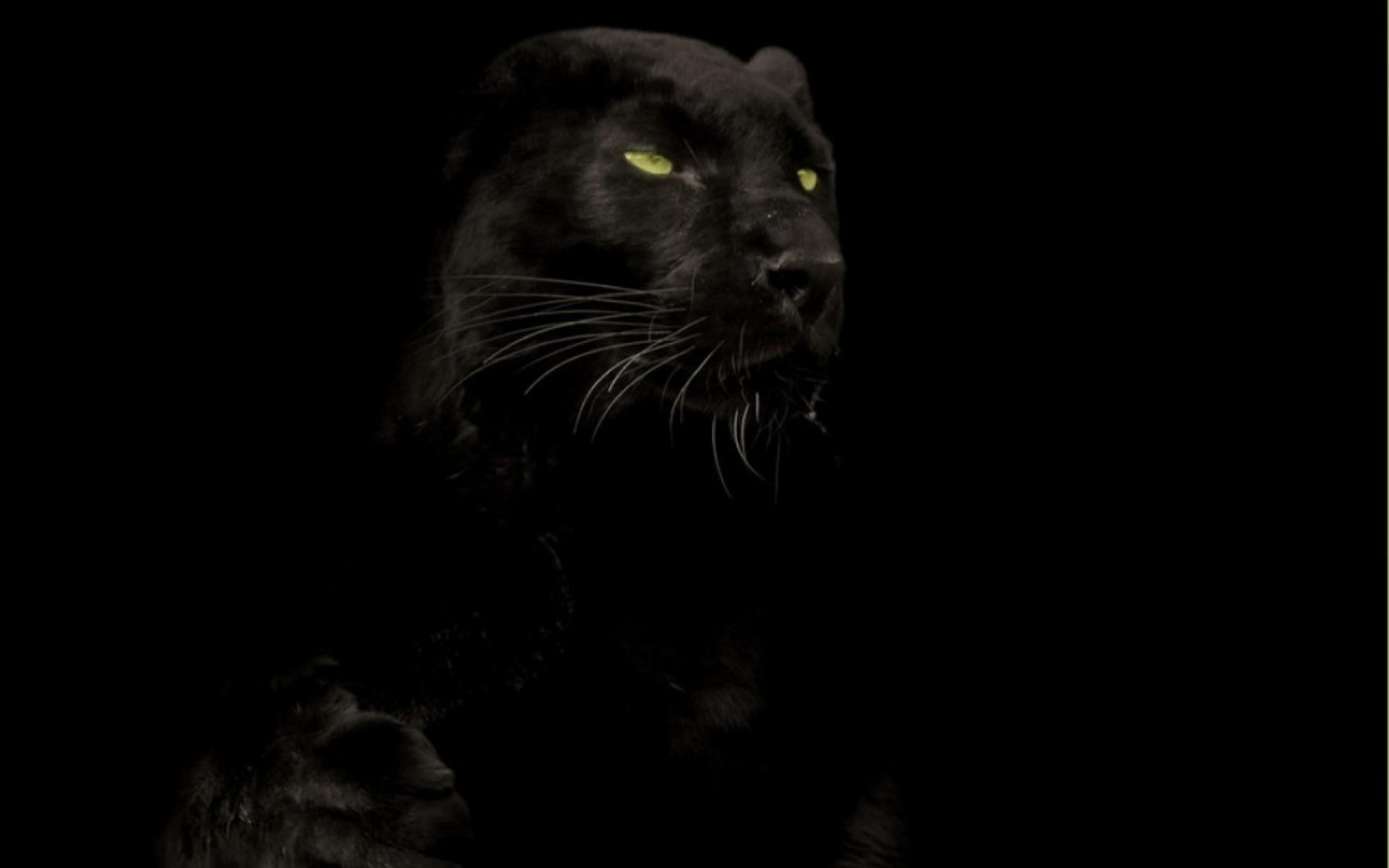 Angry Black Panther Animal Wallpapers - Top Free Angry Black Panther