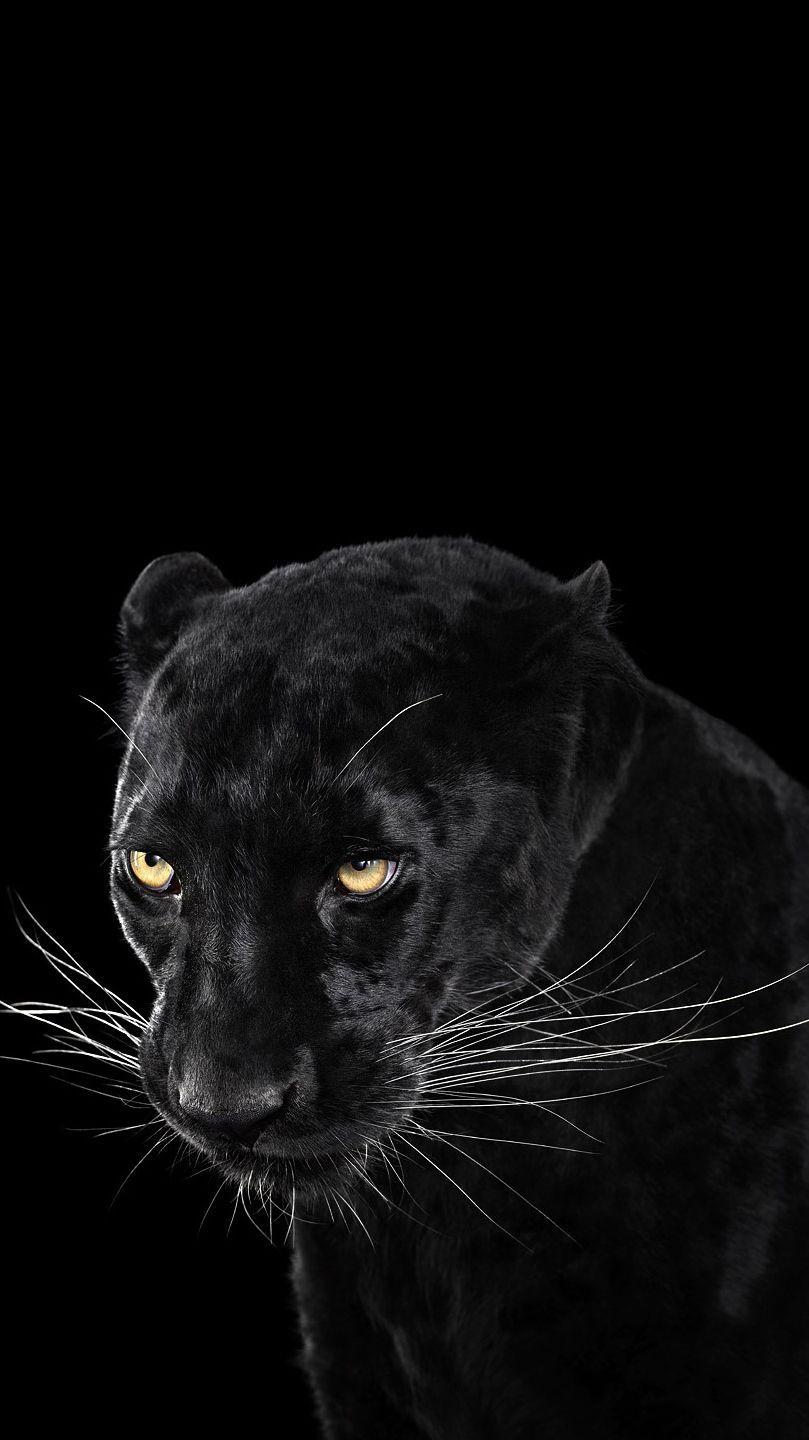 Black Panther Animal iPhone Wallpapers - Top Free Black Panther Animal  iPhone Backgrounds - WallpaperAccess
