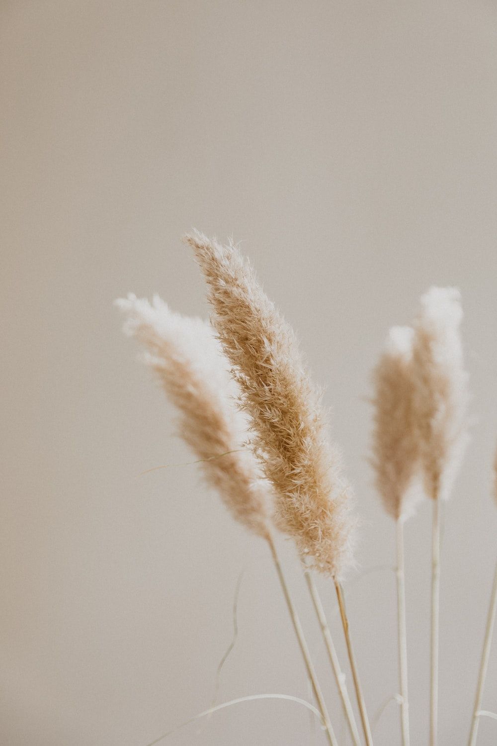 1000x1500 Beige Aesthetic Picture. Download Free Image