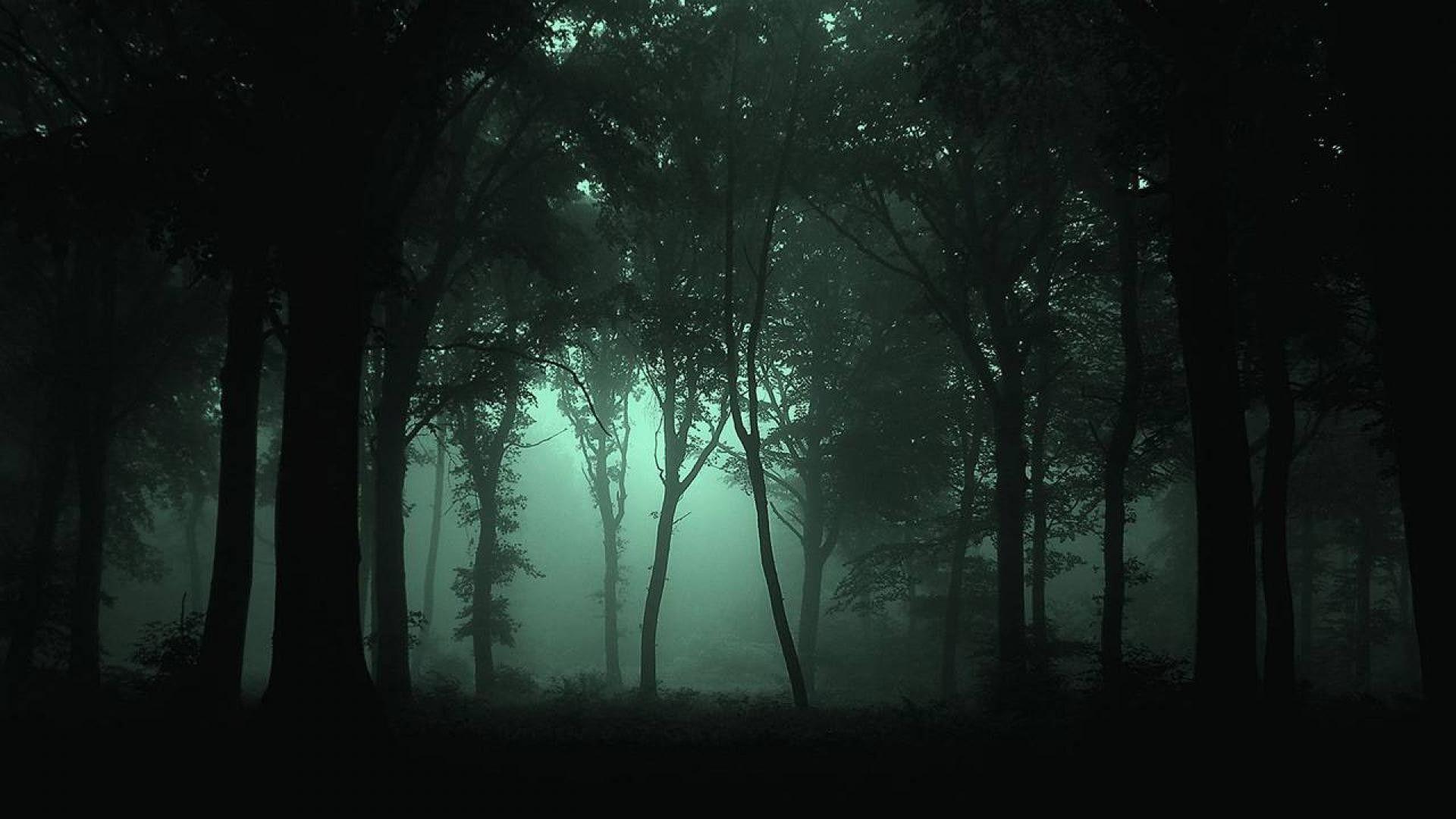 1920x1080 Dark Forest HD Wallpaper