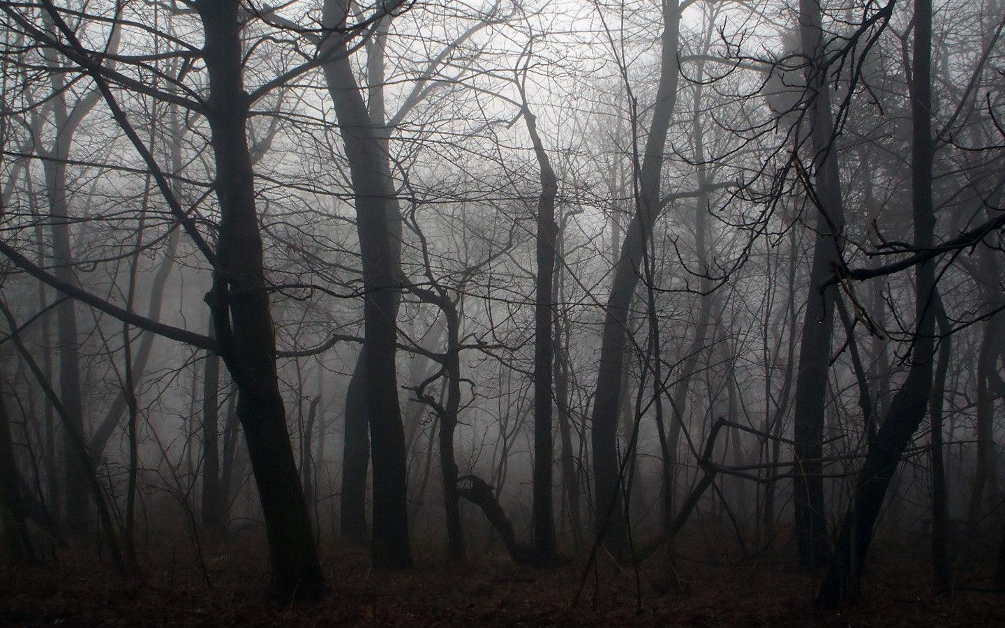 1440x900 Dark Forest Wallpaper Free Free Download > SubWallpaper