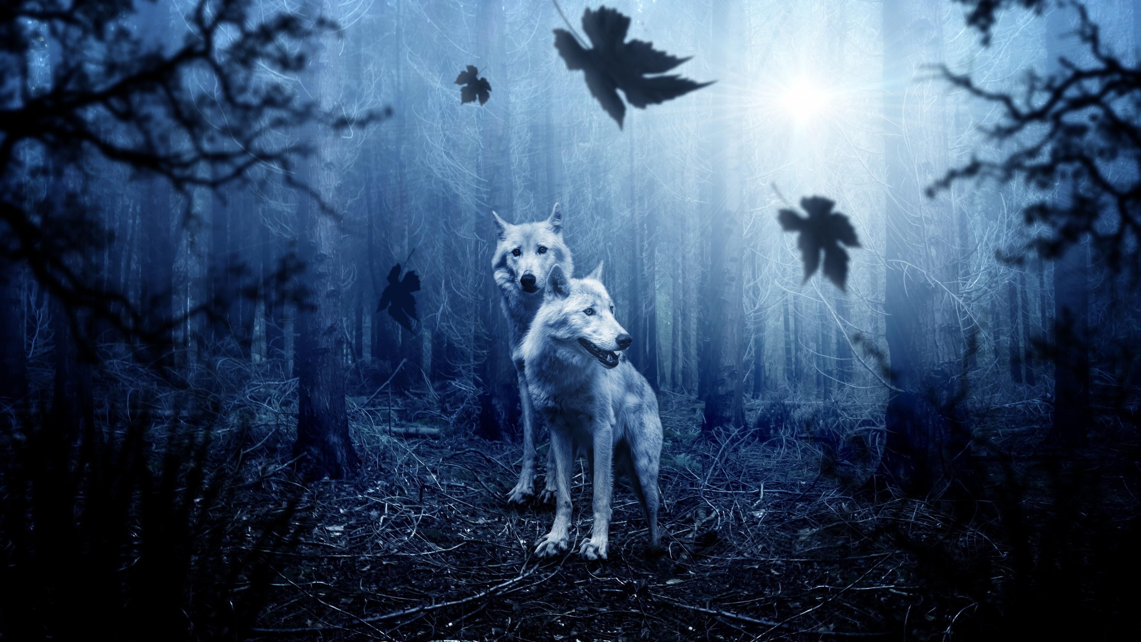 3840x2160 White Wolves In The Dark Forest Wallpaper. Wallpaper Studio 10