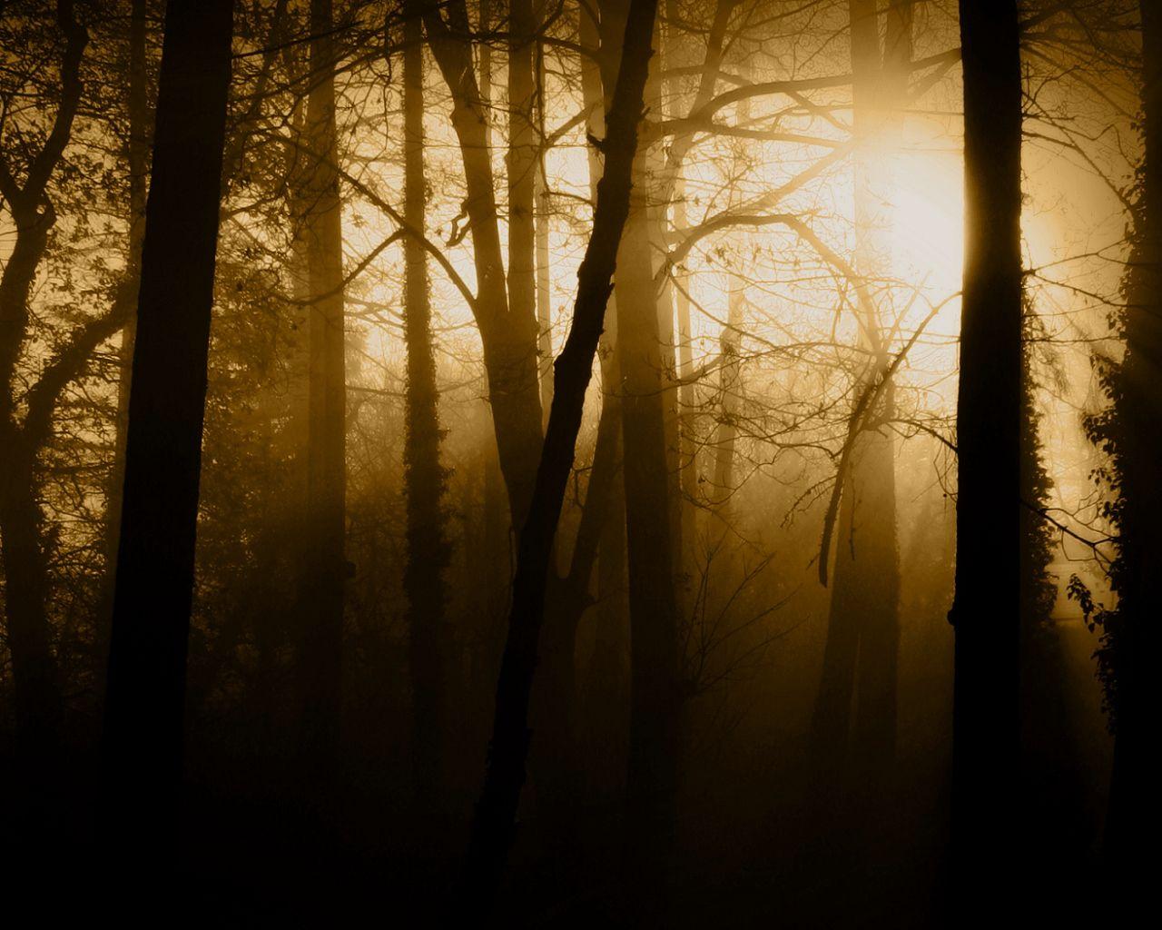 1280x1024 Dark Forest Wallpaperx1024