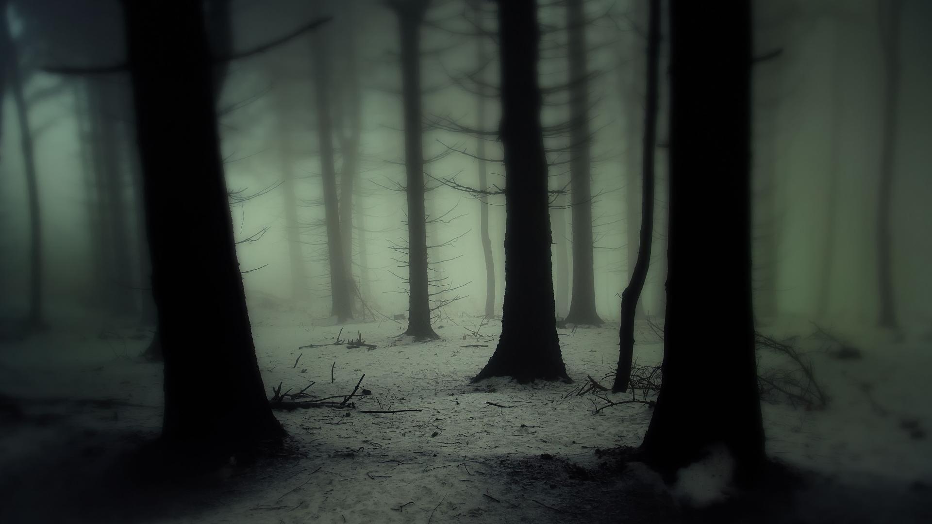 1920x1080 Dark forest wallpaper