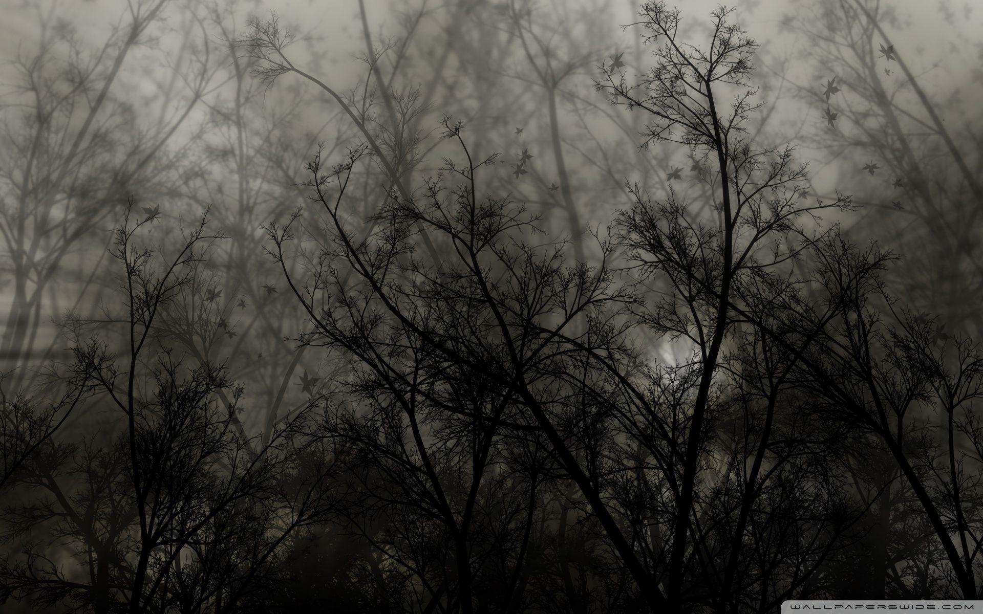 1920x1200 Dark Forest ❤ 4K HD Desktop Wallpaper for 4K Ultra HD TV • Tablet