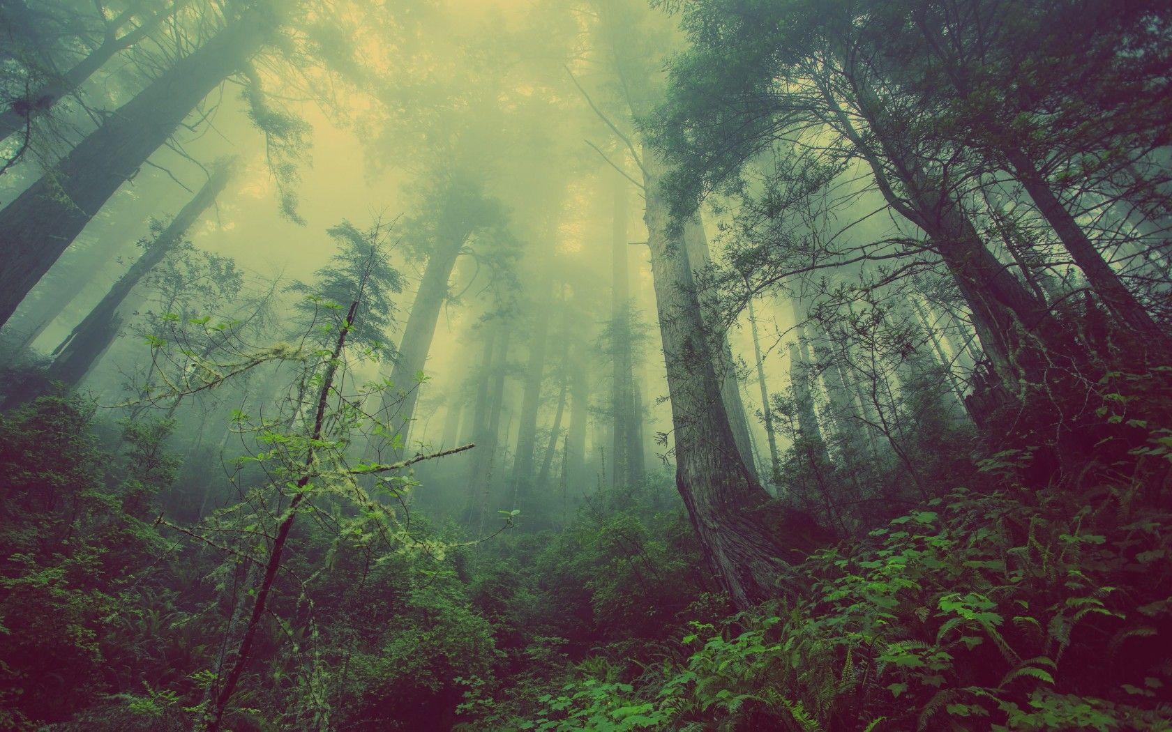 1680x1050 Dark Forest Picture Free Download > SubWallpaper