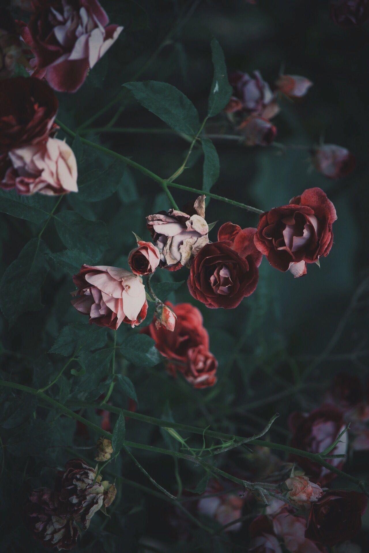 1280x1920 Scalsys Flower Aesthetic Wallpaper Picture