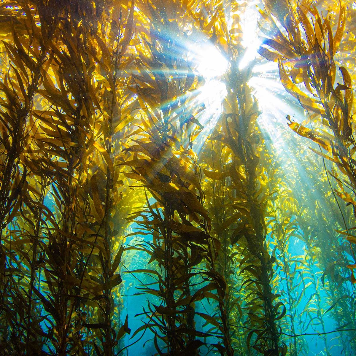 Kelp Forest Wallpapers - Top Free Kelp Forest Backgrounds - WallpaperAccess