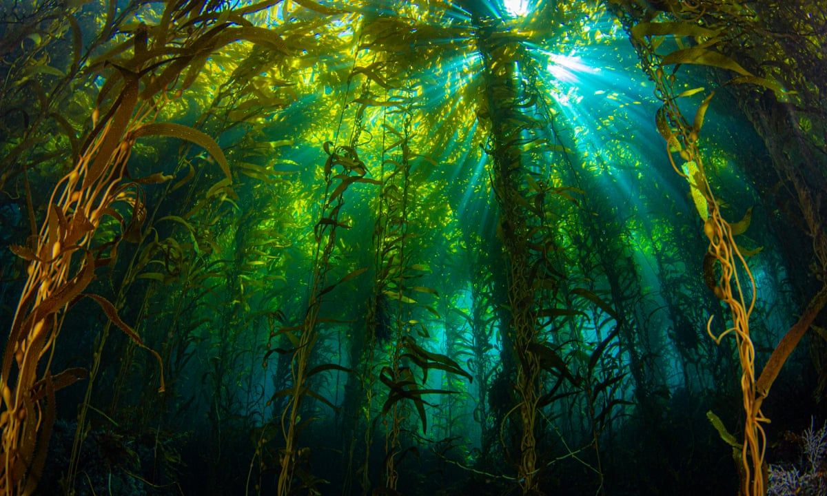 Kelp Forest Wallpapers - Top Free Kelp Forest Backgrounds - WallpaperAccess