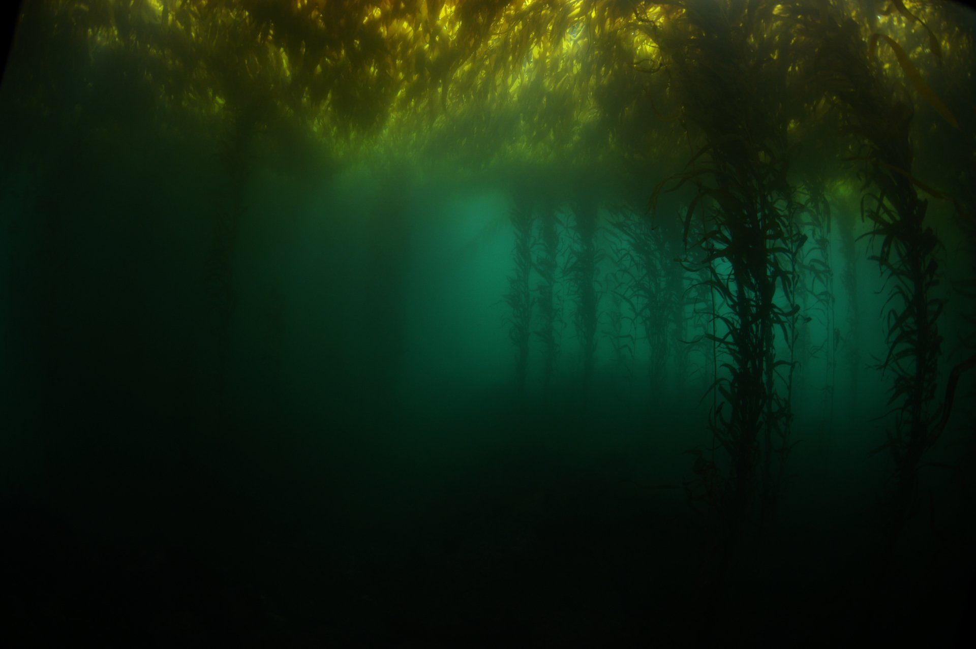 1920x1277 Kelp Forest