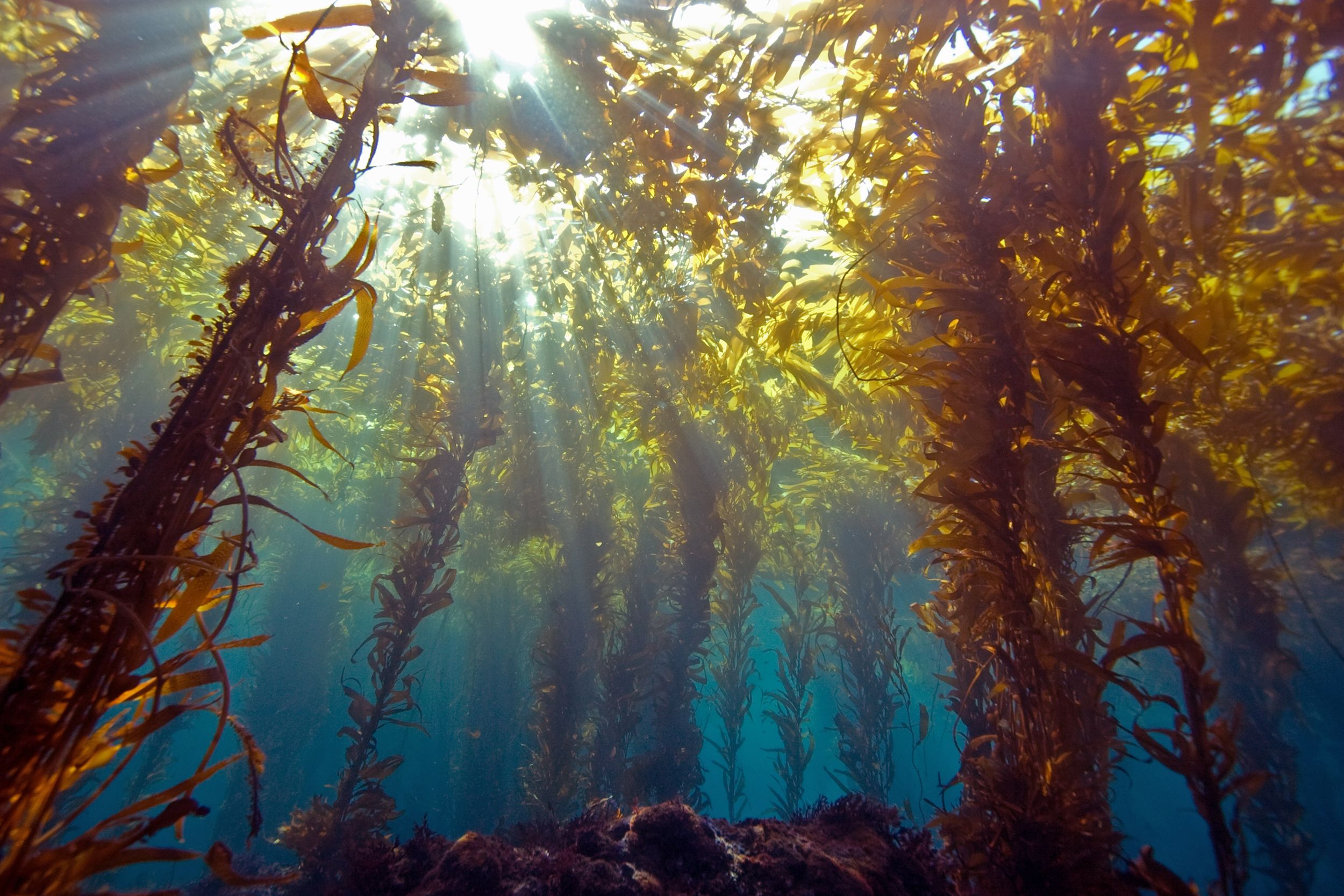 Kelp Forest Wallpapers Top Free Kelp Forest Backgrounds WallpaperAccess — free download