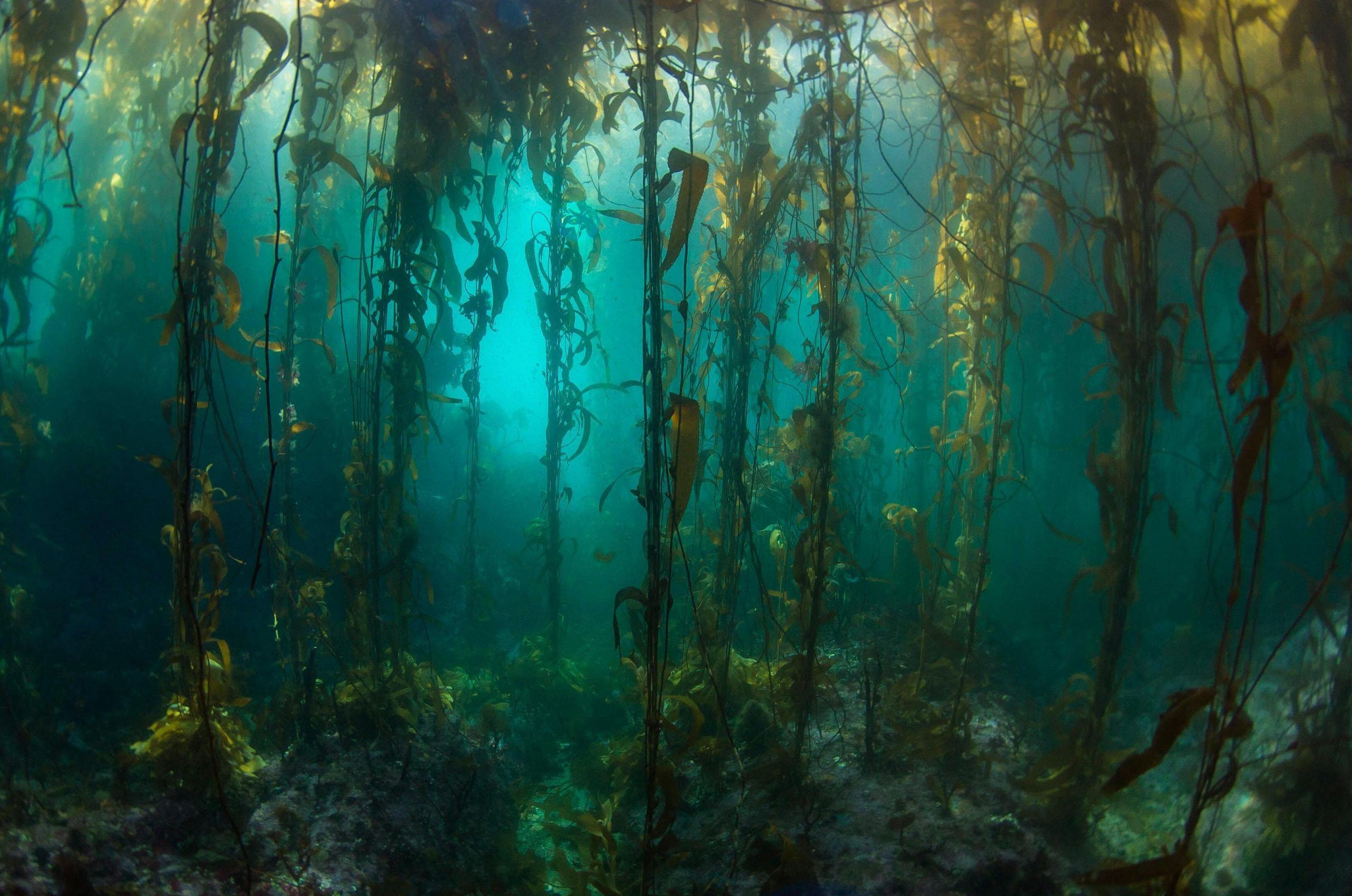 Kelp Forest Wallpapers Top Free Kelp Forest Backgrounds WallpaperAccess — free download