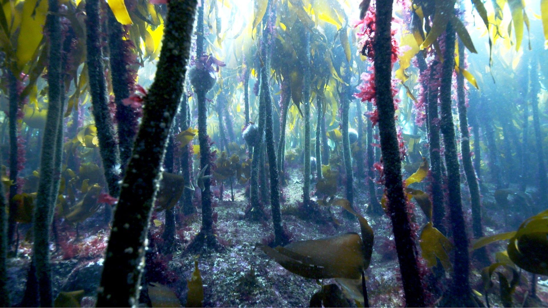 1920x1080 David Attenborough: Save Sussex's magical kelp forests