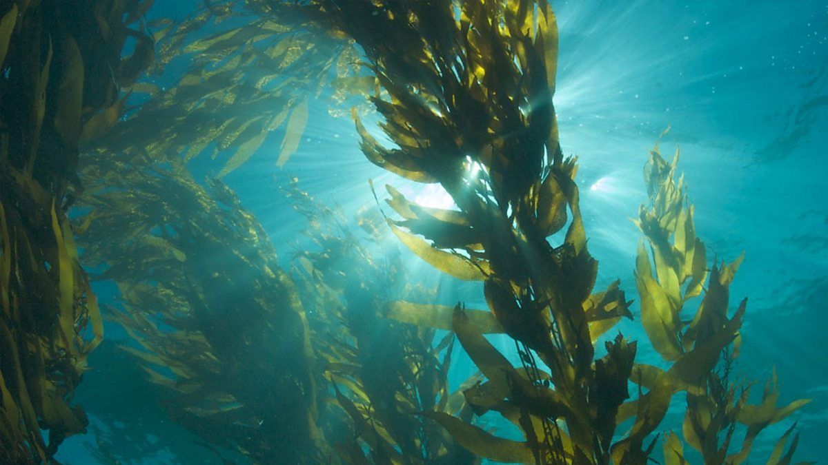1200x675 BBC One Blue Live° diving exploration of a kelp forest aquarium