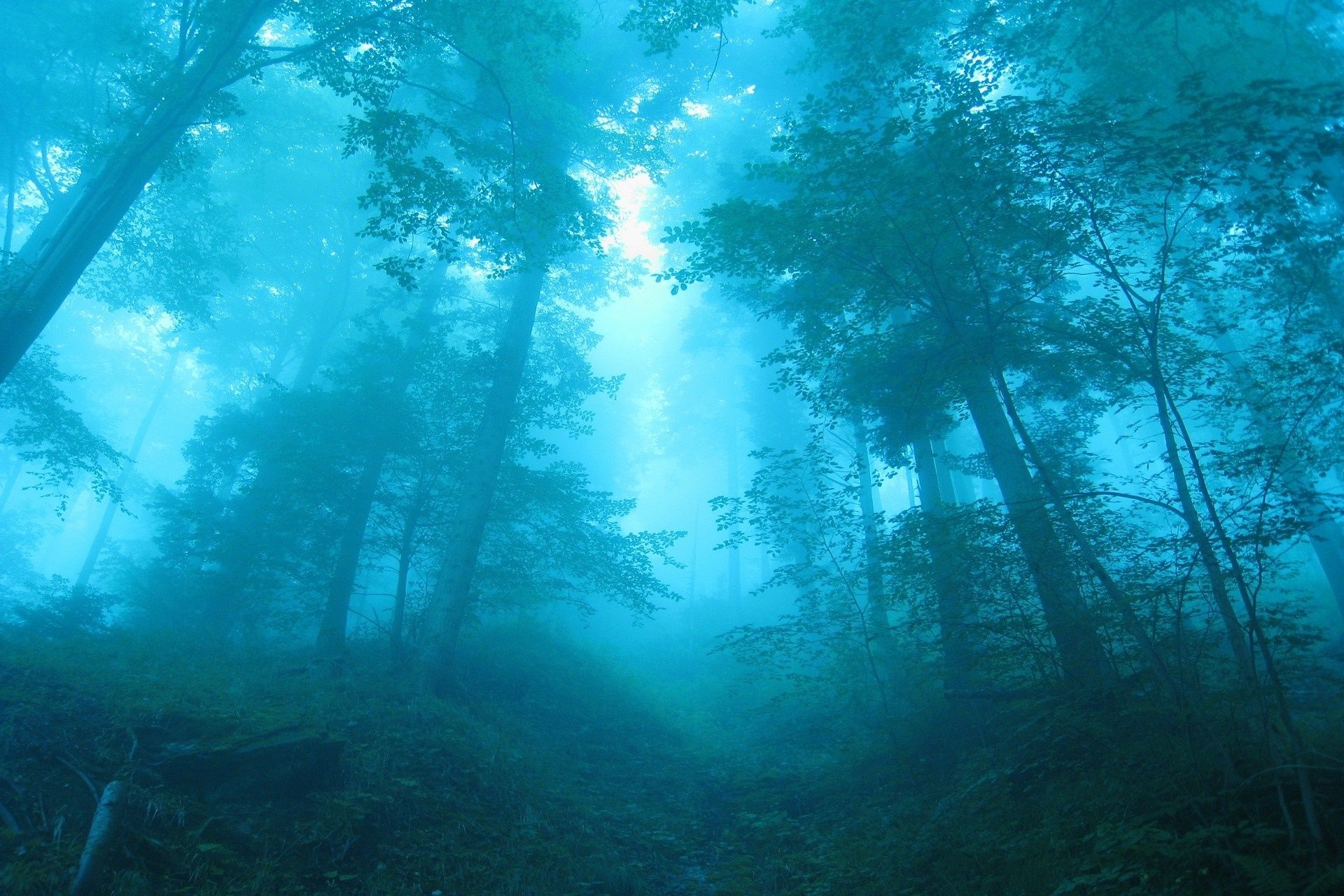1920x1280 Kelp Forest, Seaweed Gallery HD Wallpaper