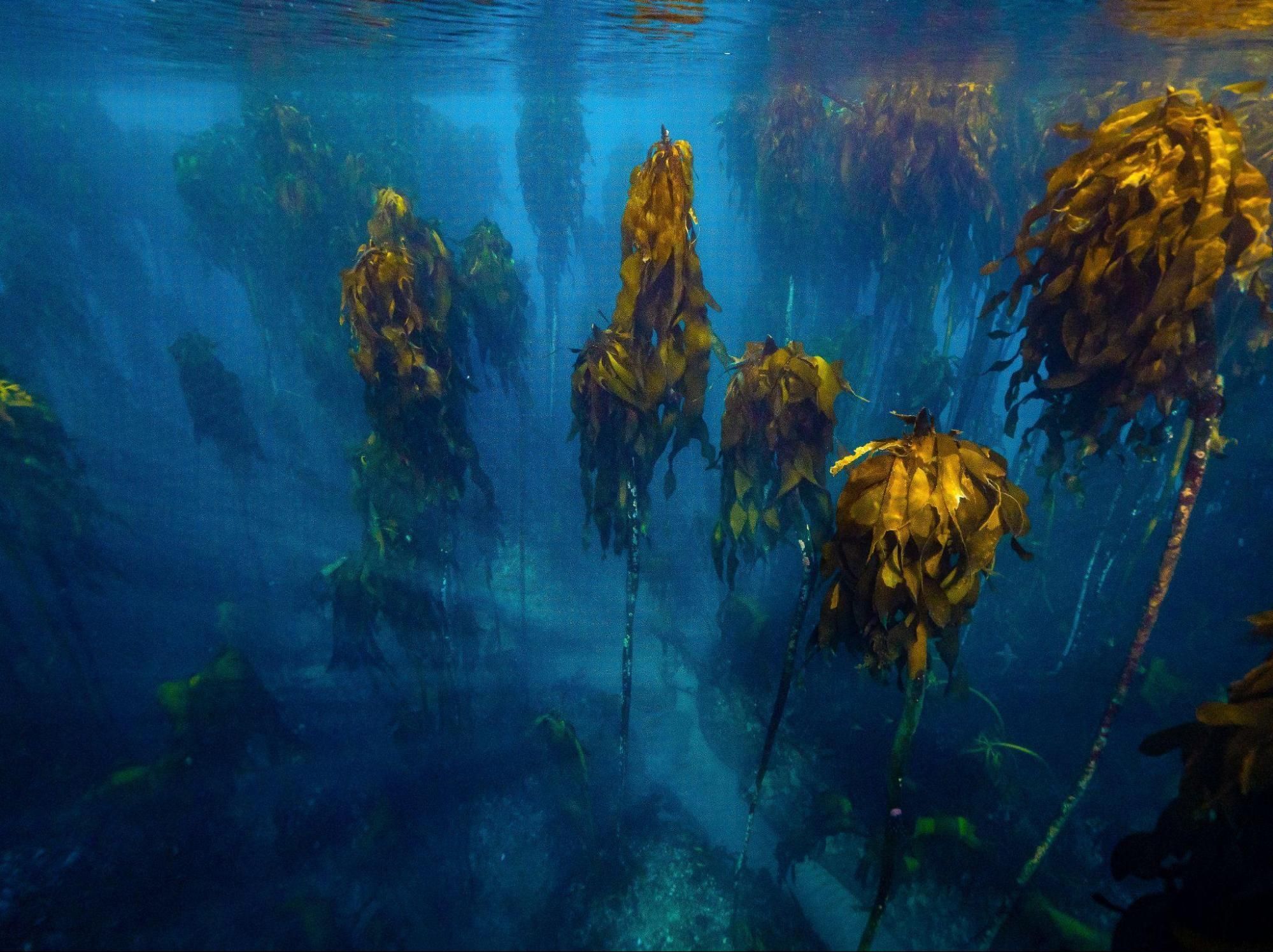 Kelp Forest Wallpapers Top Free Kelp Forest Backgrounds WallpaperAccess