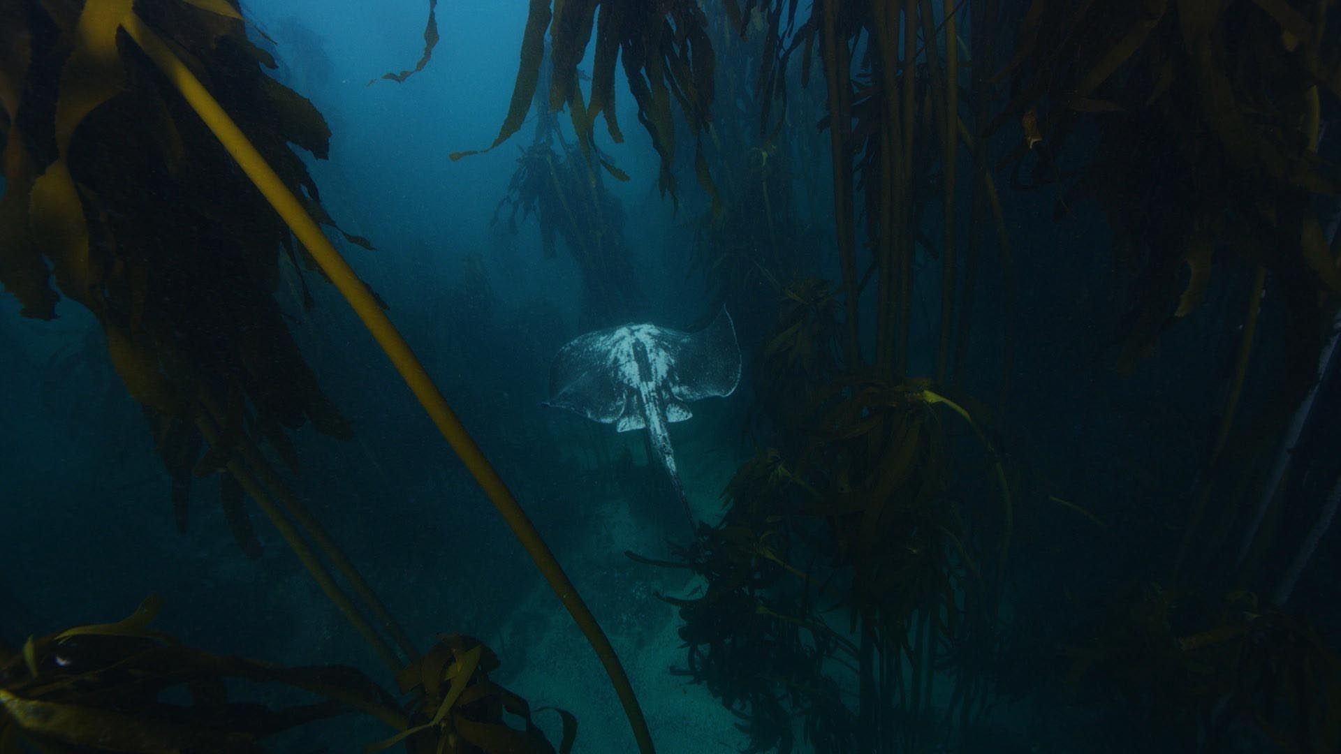 Kelp Forest Wallpapers - Top Free Kelp Forest Backgrounds - WallpaperAccess