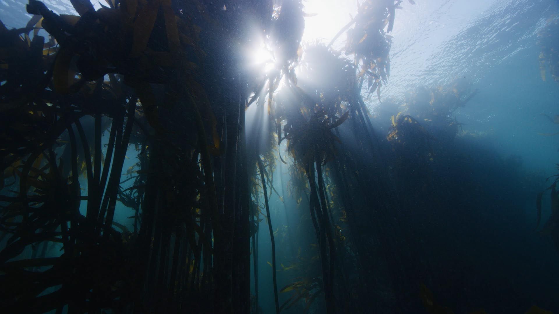 Kelp Forest Wallpapers - Top Free Kelp Forest Backgrounds - WallpaperAccess