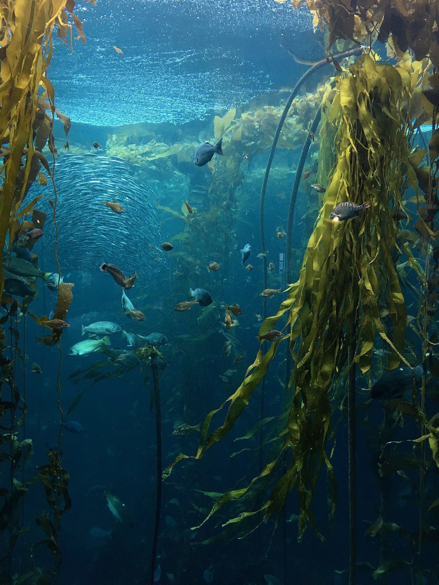 Kelp Forest Wallpapers - Top Free Kelp Forest Backgrounds - WallpaperAccess