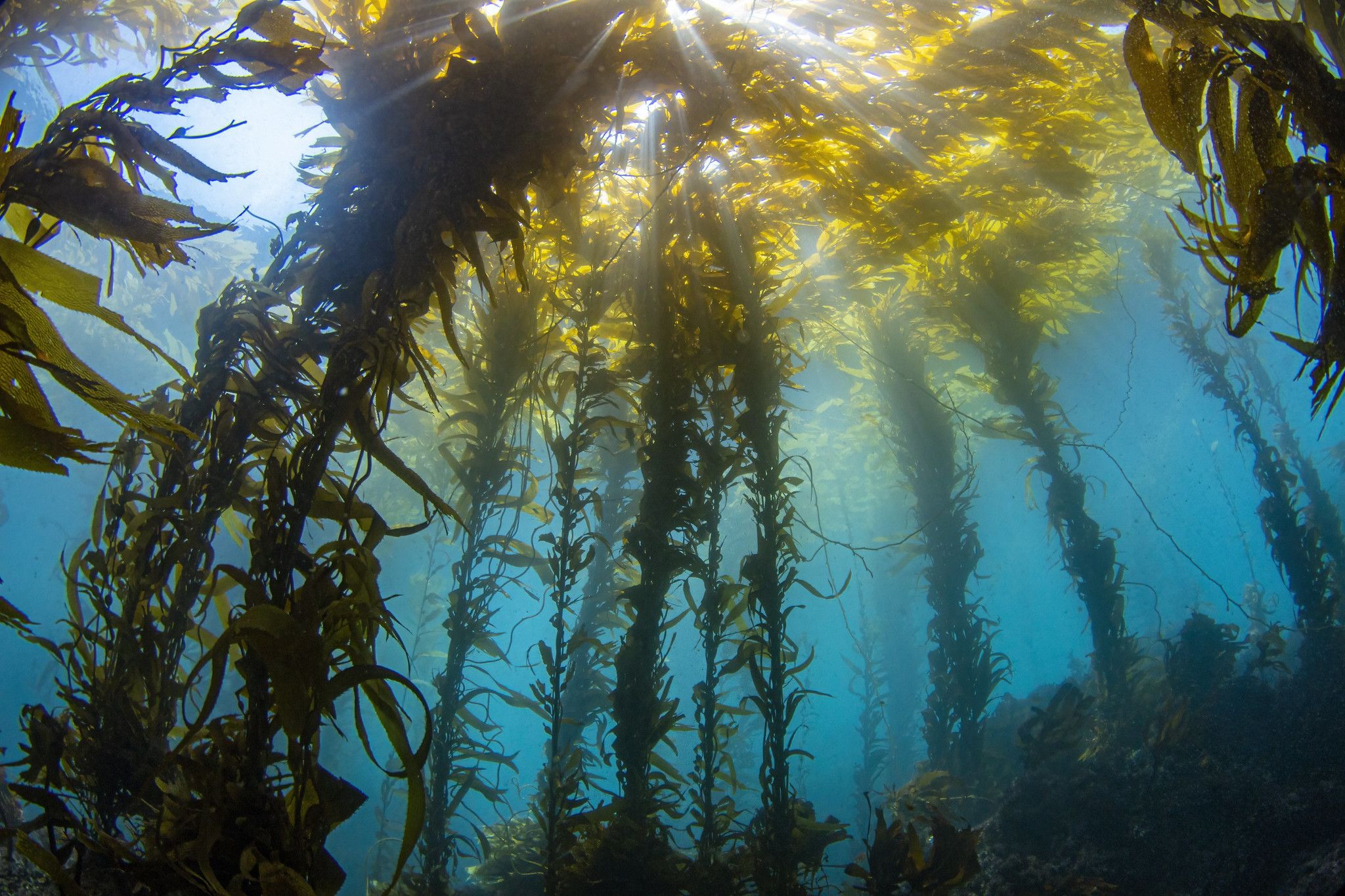 Kelp Forest Wallpapers - Top Free Kelp Forest Backgrounds - WallpaperAccess