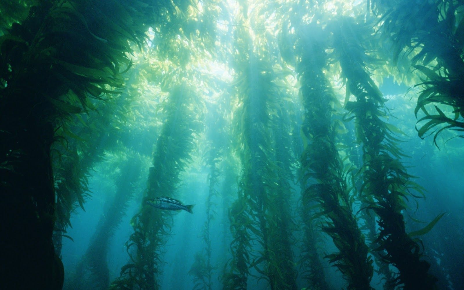 Kelp Forest Wallpapers - Top Free Kelp Forest Backgrounds - WallpaperAccess