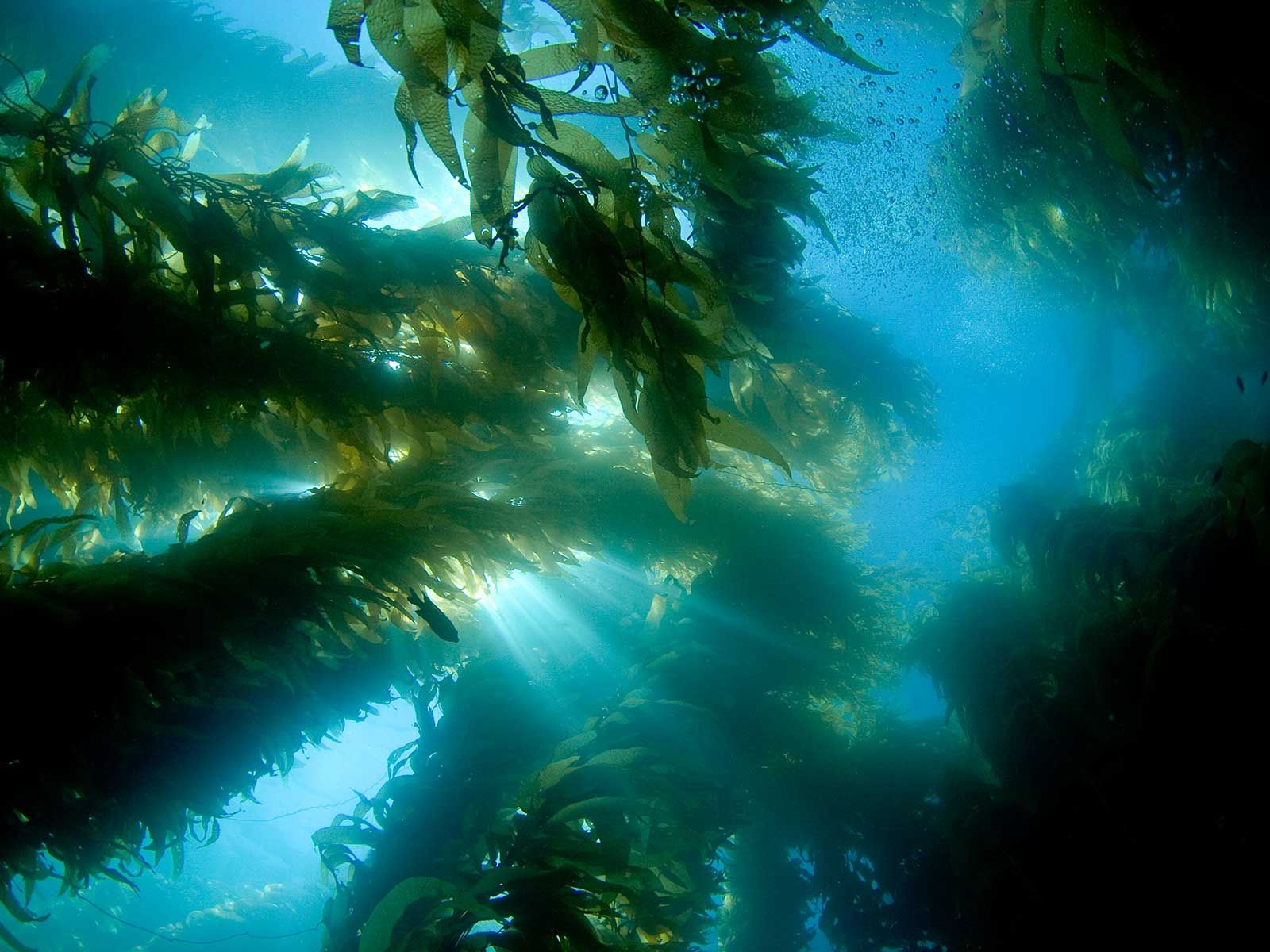 1600x1200 How Coastal Darkening Is Harming Kelp Forests. Science. Smithsonian Magazine