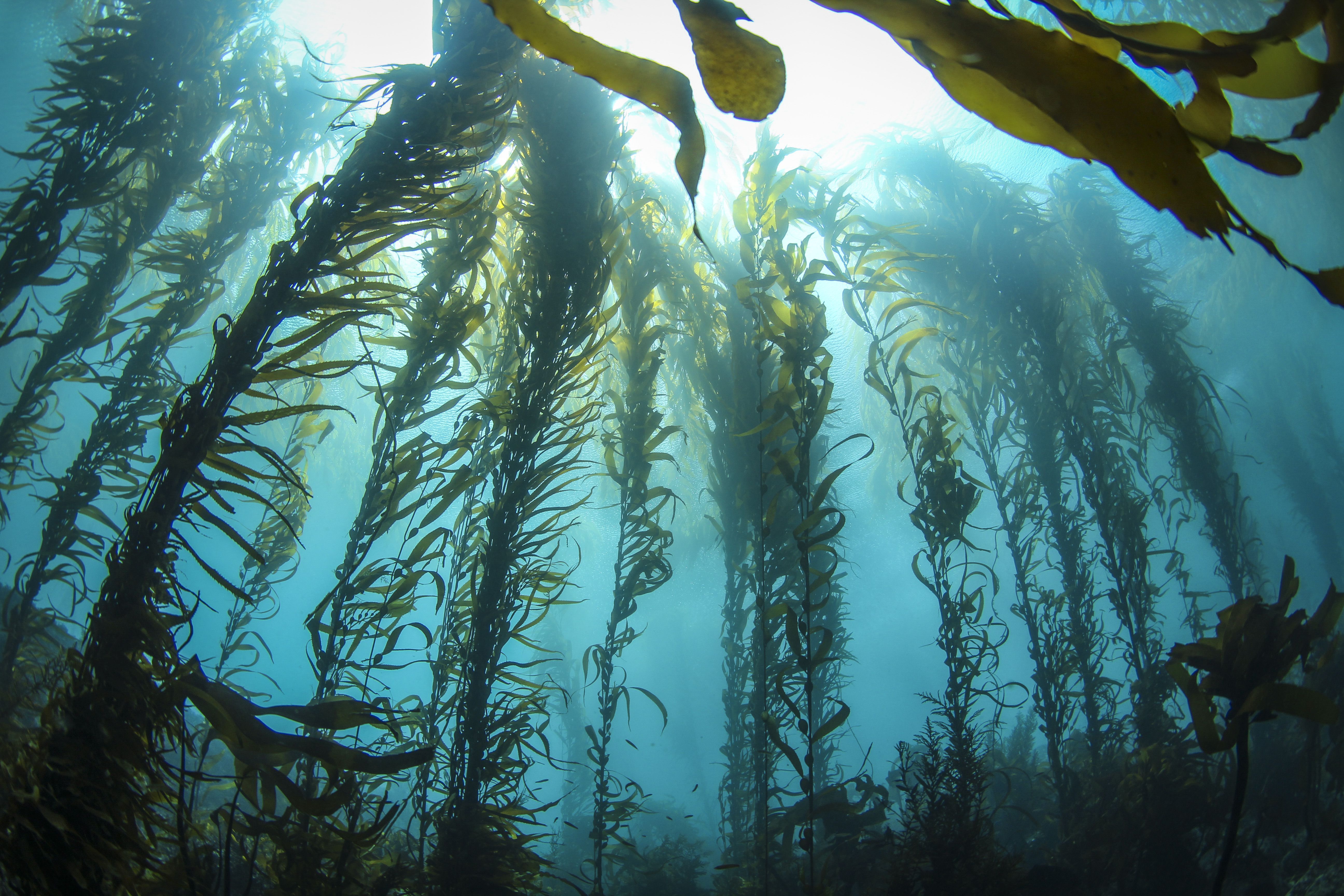 5184x3456 Pacific kelp forests are dying off at alarming rates