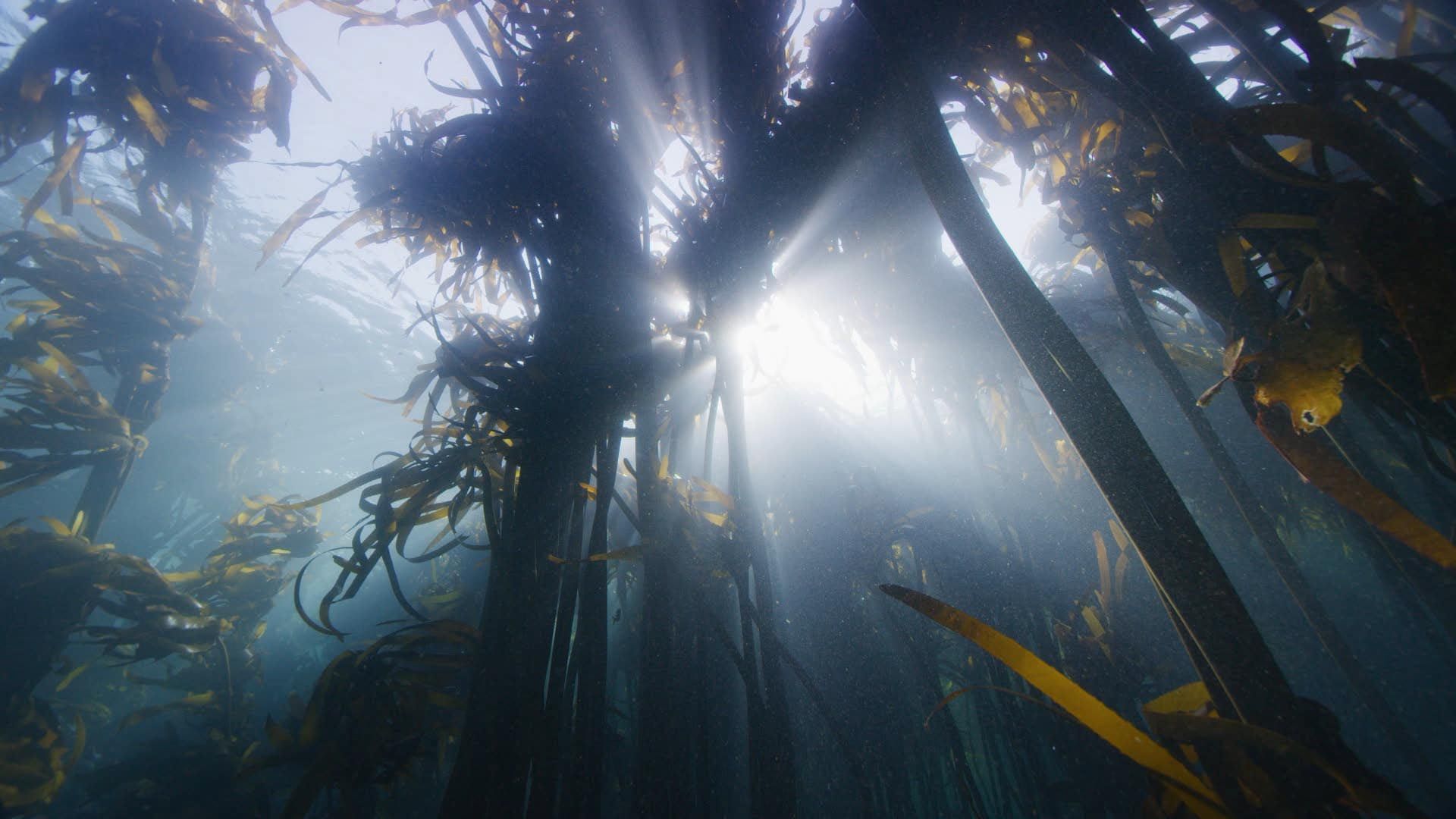 Kelp Forest Wallpapers Top Free Kelp Forest Backgrounds Wallpaperaccess