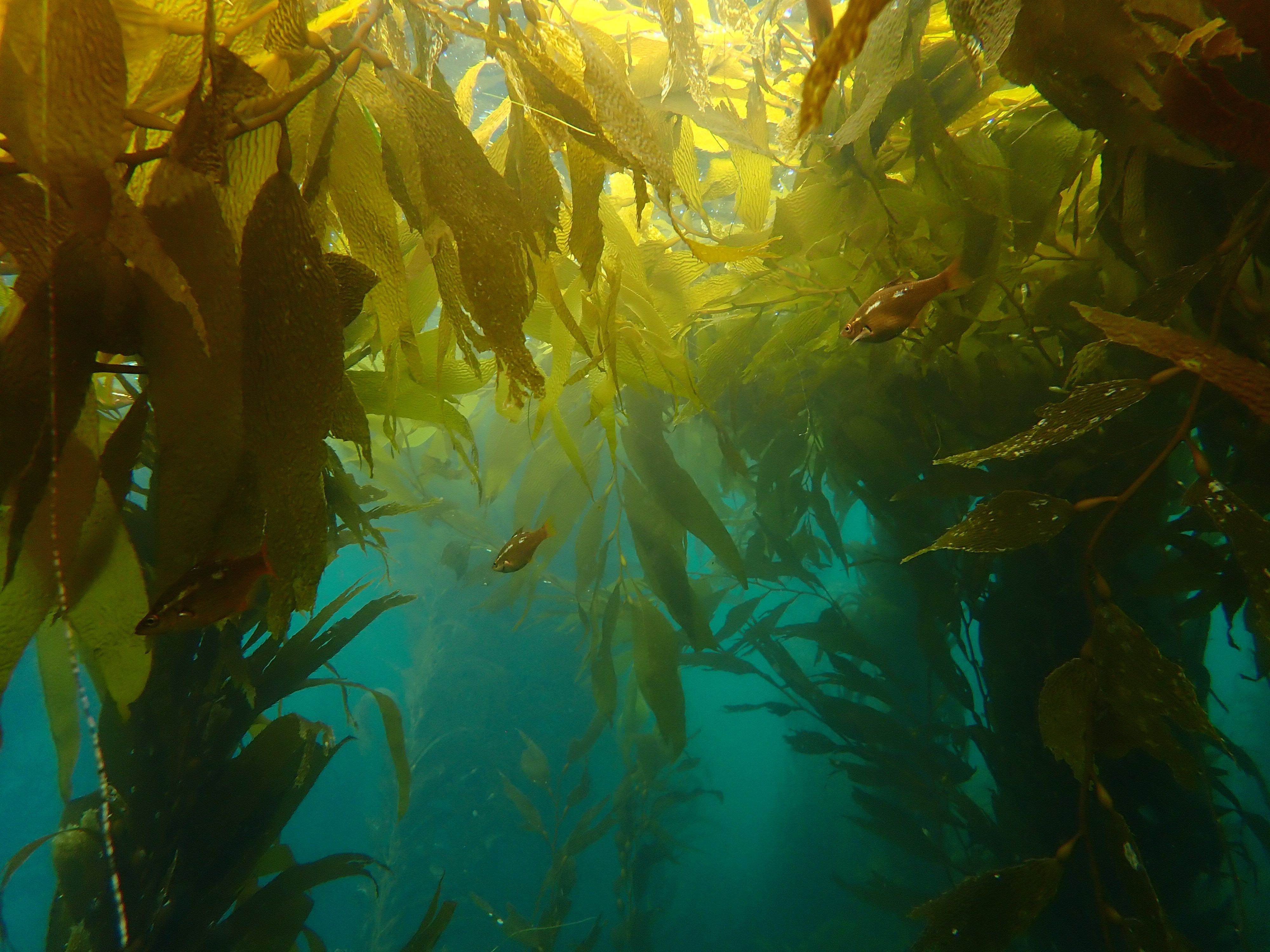 Kelp Forest Wallpapers Top Free Kelp Forest Backgrounds WallpaperAccess